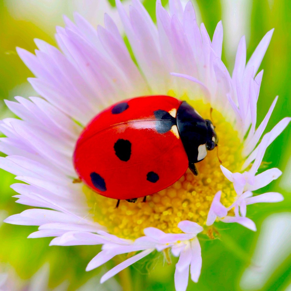 Meet your Posher, Pamela